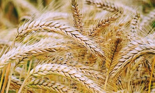 AB InBev &amp; Benson Hill team up to improve sustainable barley varieties